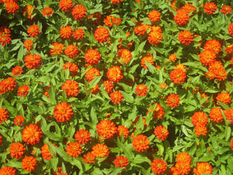 Red-Orange Zinnia