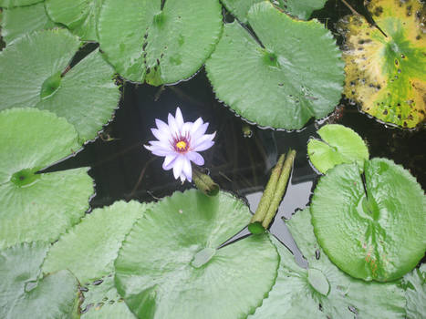 Lilypad Tank