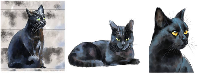 Cat studies