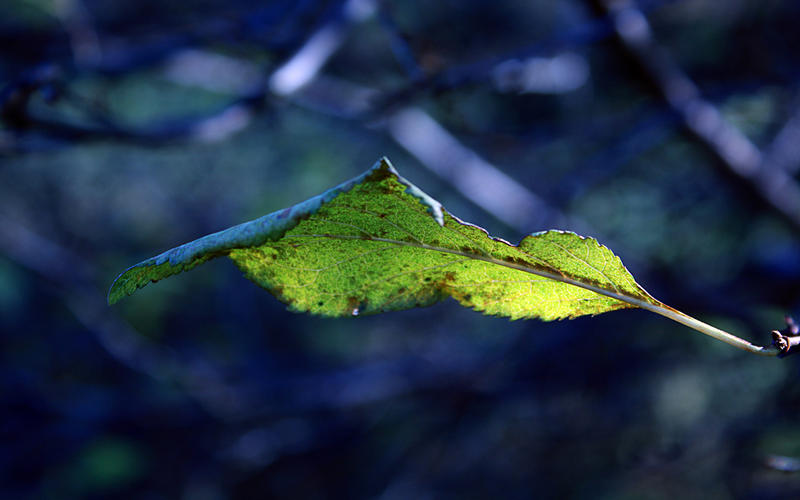 leaf wallpaper