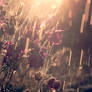 dust in the summer rain