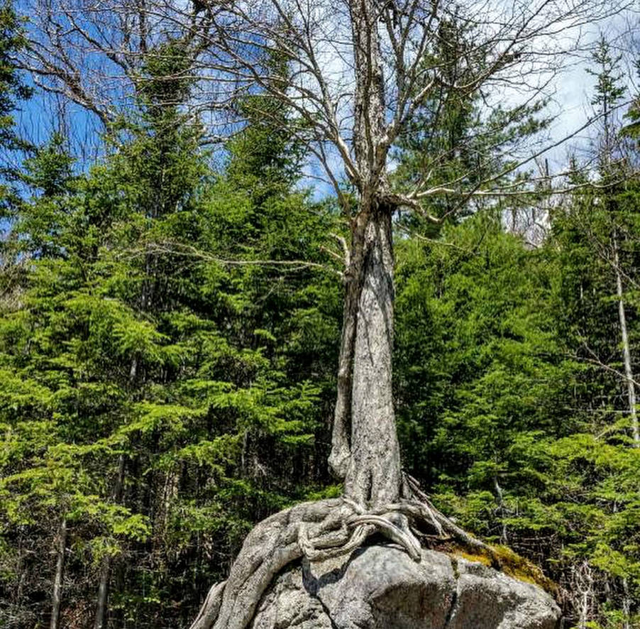 Tree beats stone by WolfDenOne