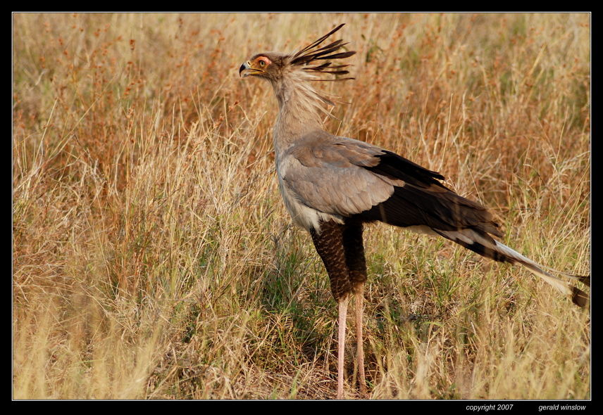 Secretary Bird