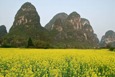 More Fields of Gold