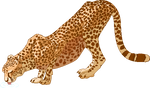 Cheetah by Schreckengast