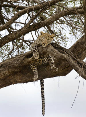 Lazy Leopard by ThomasMohan Lazy Leopard by ThomasMohan