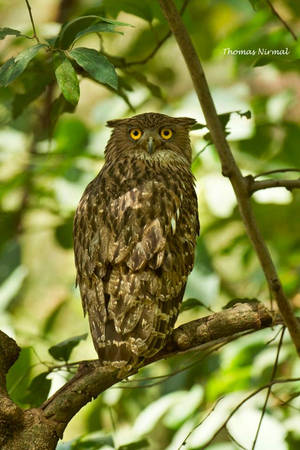 Brown Fish Owl by ThomasMohan Brown Fish Owl by ThomasMohan