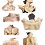 Neck and Shoulders Study