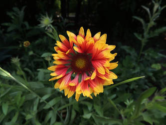 Gaillardia