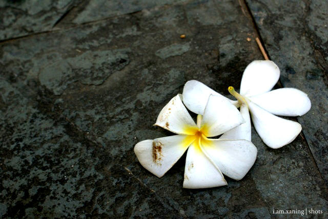 calachuchi by iamxaning on DeviantArt