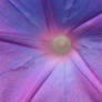 Ipomoea villosa flower