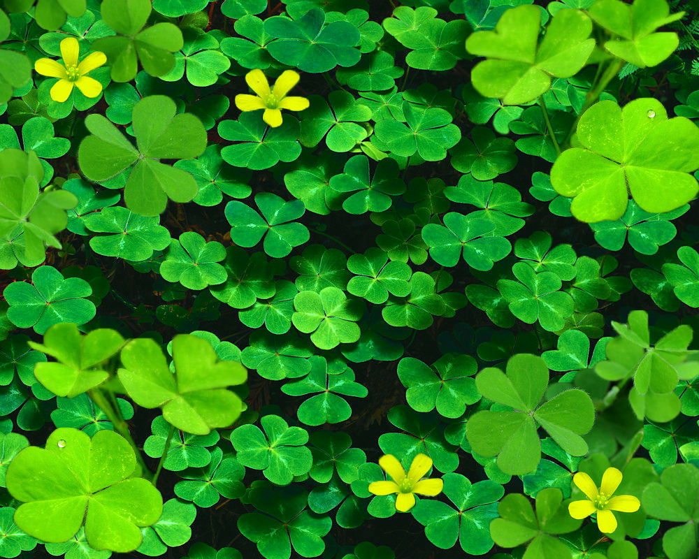 clover background done by createdwithpassion on DeviantArt