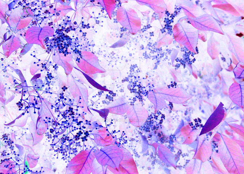 Nature Color Inverted Inverted Nature Photograph 444 by lucyellen97 on DeviantArt