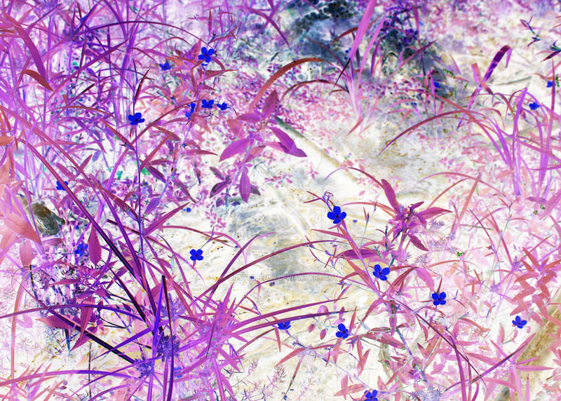 Nature Color Inverted Inverted Nature Photo #7776 by lucyellen97 on DeviantArt