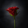 Red Rose