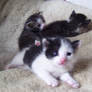 Kittens 2