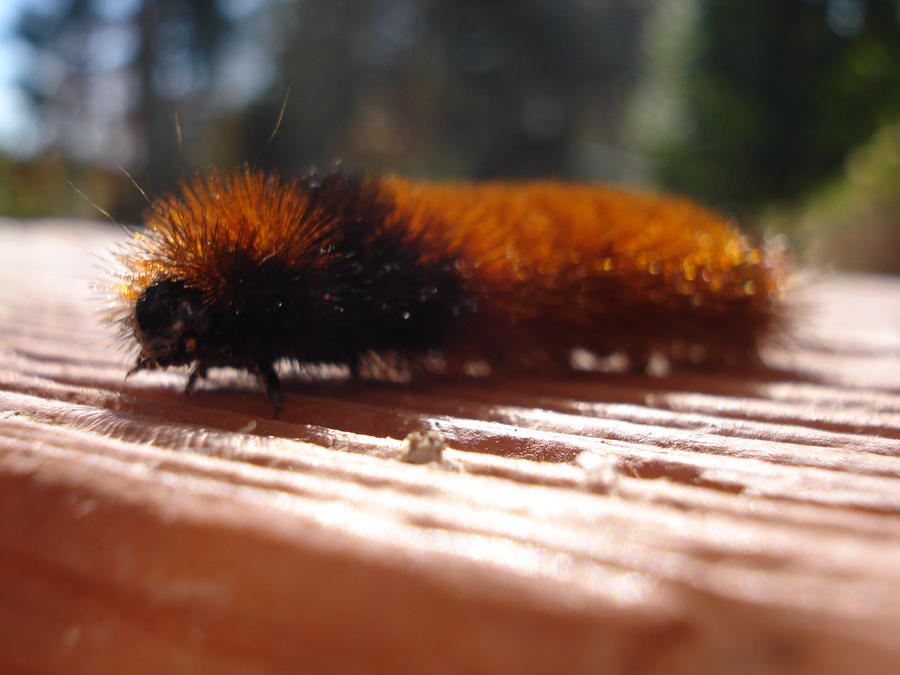 Willie's Insecto Willy Worm by CuddleBug92 on DeviantArt