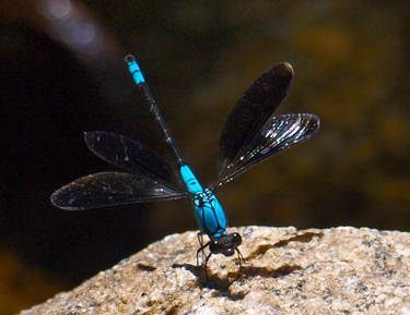 Blue dragonfly