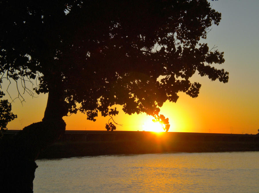 Sunset Behind the Oak