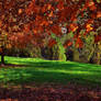 River Trees in Fall Color Glory