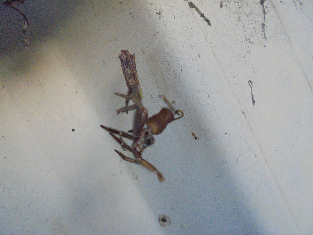 spider shell by luke3468 on DeviantArt