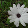 white flower