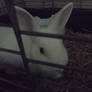 my rabbit 1