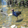 Purple Swamphen 1