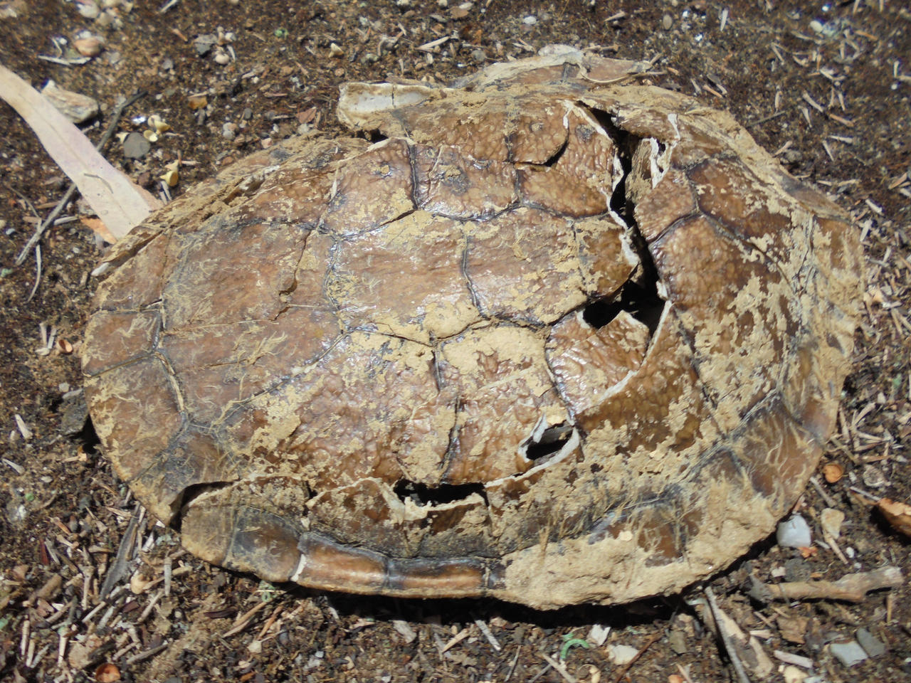 turtle shell by luke3468 on DeviantArt