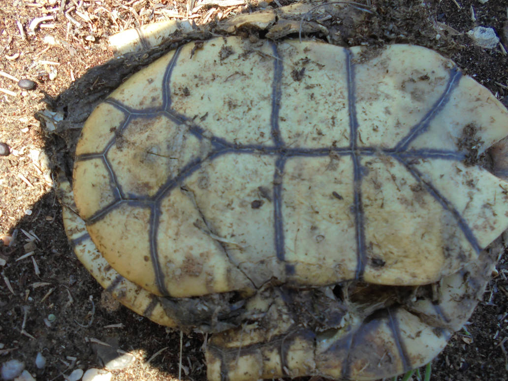 turtle shell 2 by luke3468 on DeviantArt