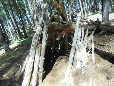 Explore the Best Forest_structure Art | DeviantArt