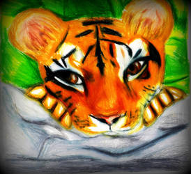 Save the Tigers