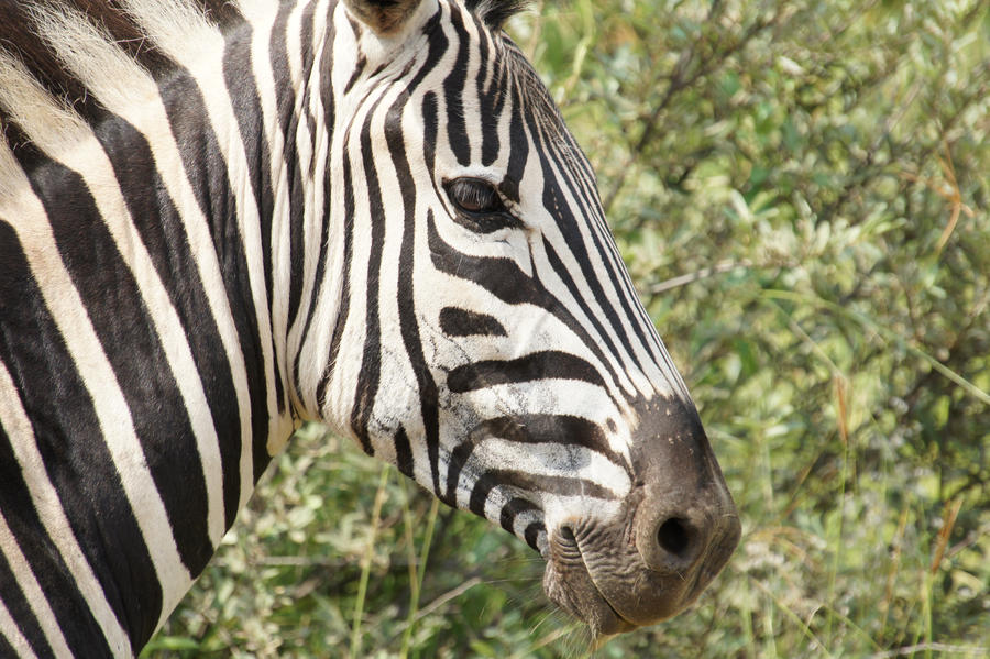 Zebra