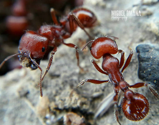 Ants world macro