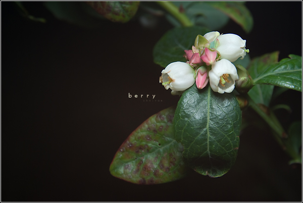 Berry