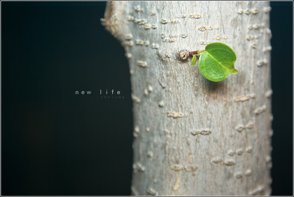 New life