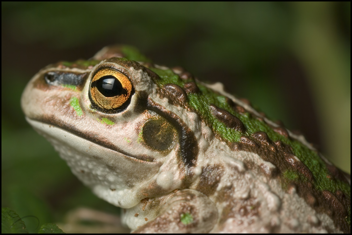 Rock Frog