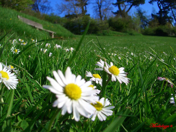 Daisy Bench Daisy bench by Morbidezza on DeviantArt