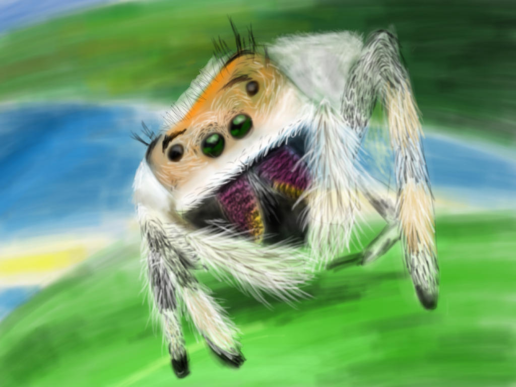 Spider Insect Deviantart SPIDER by FinLaura on DeviantArt