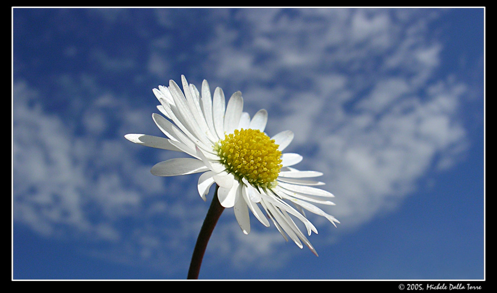 Flower and sky