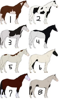 Paint Stallion Adopts 3 left