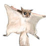 Random Flying Squirrel