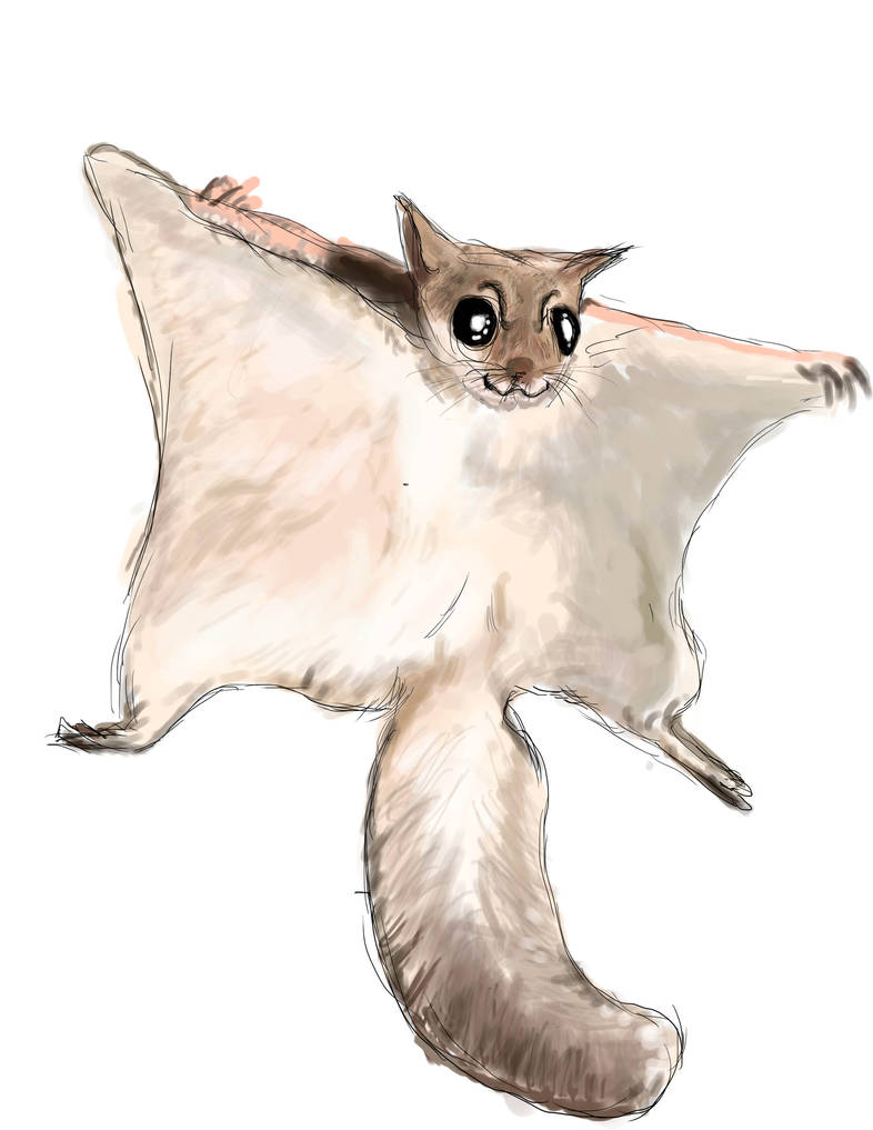 Random Flying Squirrel by grievous15 on DeviantArt
