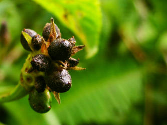 Blackberries