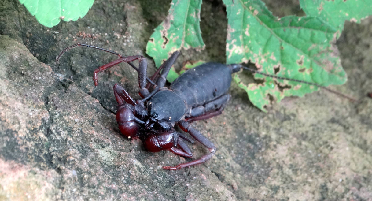 Spider Scorpion Hybrid By Xandrieth Xs On Deviantart Spider Scorpion Hybrid By Xandrieth Xs