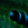 Peacock Feathers