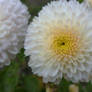 Yellow white flowers