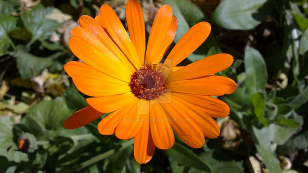 Pot marigold 2