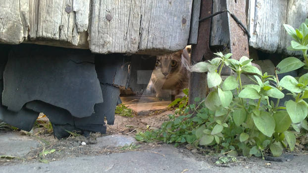 Peephole cat