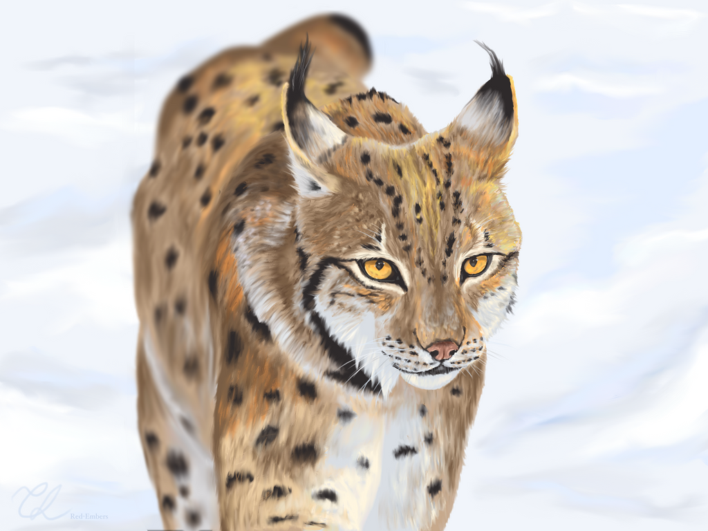 Lynx - digital drawing by red-embers on DeviantArt